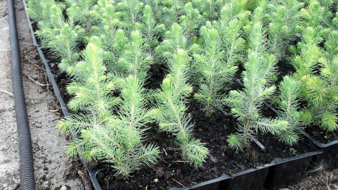 Подготовка почвы под посадку елки